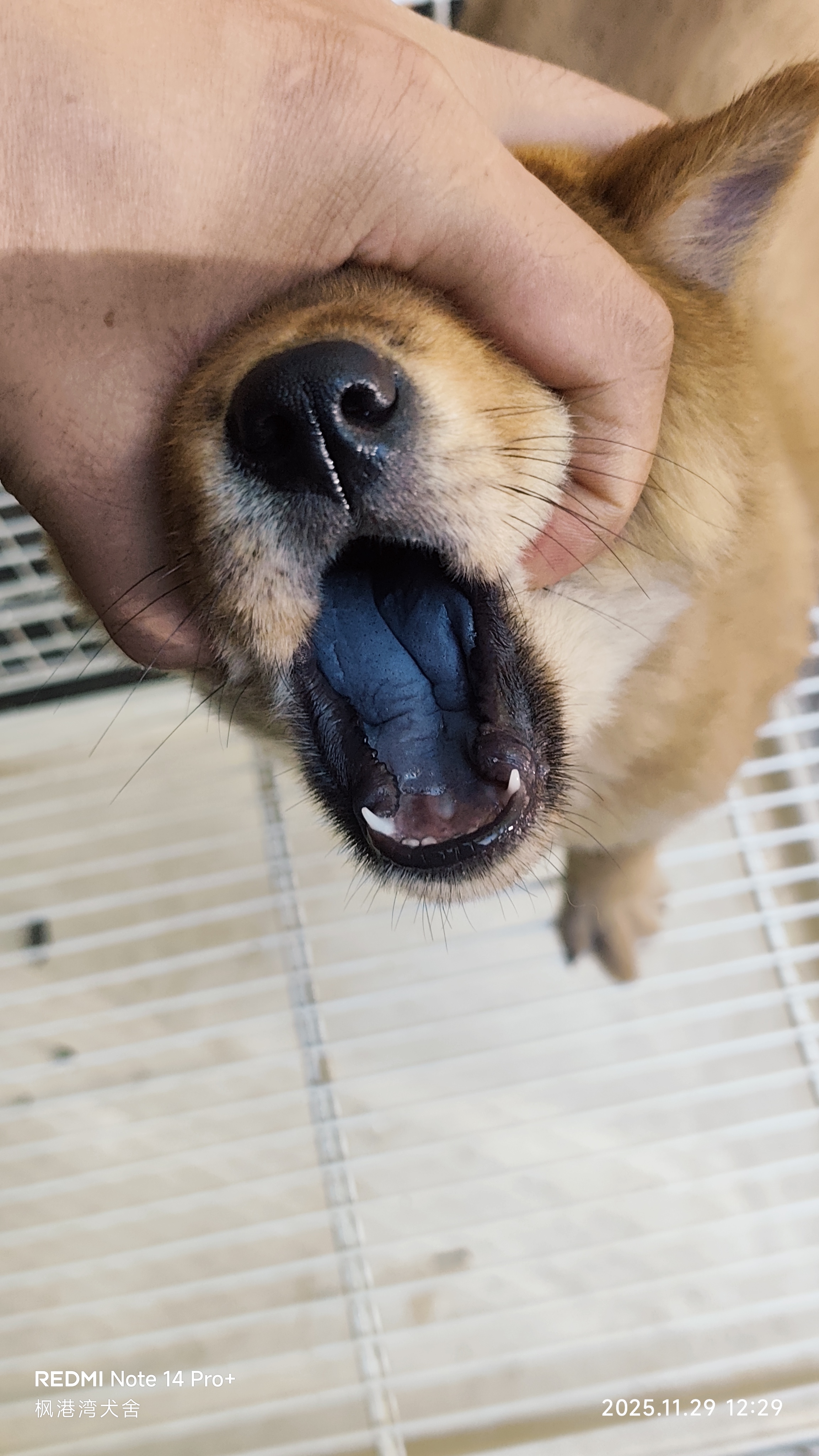 黑舌头，黄狗白面。虎头猫耳。